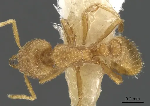 Strumigenys epelys specimen CASENT0900475 image casent0900475_1