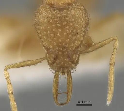 Strumigenys epelys specimen CASENT0900475 image casent0900475_2
