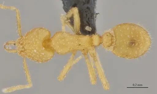 Strumigenys epelys specimen UFV-LABECOL-008548 image ufv-labecol-008548_1