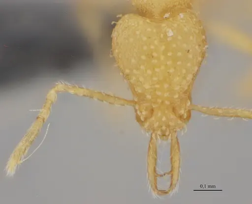 Strumigenys epelys specimen UFV-LABECOL-008548 image ufv-labecol-008548_2