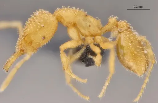Strumigenys epelys specimen UFV-LABECOL-008548 image ufv-labecol-008548_3