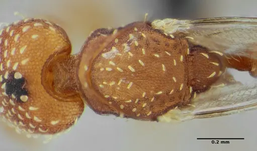 Strumigenys epinotalis specimen ANTWEB1032842 image antweb1032842_1