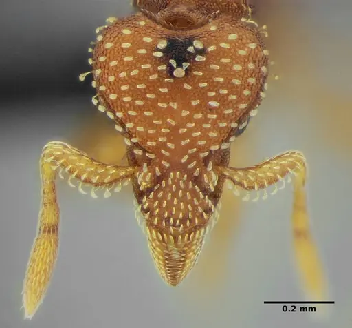 Strumigenys epinotalis specimen ANTWEB1032842 image antweb1032842_2