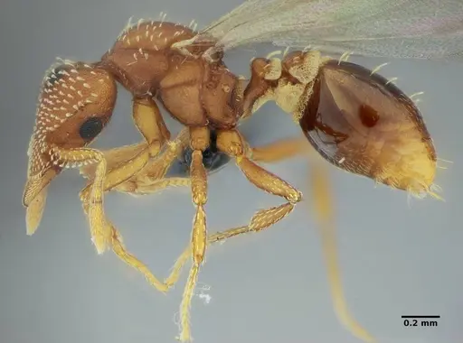 Strumigenys epinotalis specimen ANTWEB1032842 image antweb1032842_3