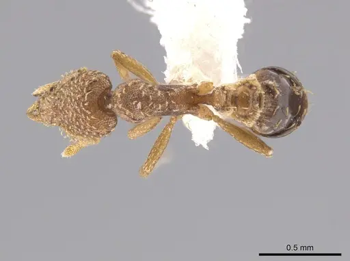 Strumigenys epinotalis specimen CASENT0624026 image casent0624026_1