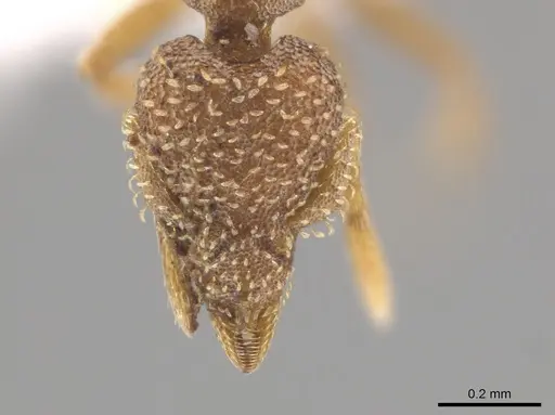 Strumigenys epinotalis specimen CASENT0624026 image casent0624026_2
