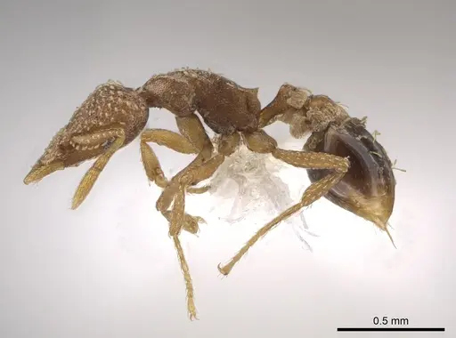 Strumigenys epinotalis specimen CASENT0624026 image casent0624026_3