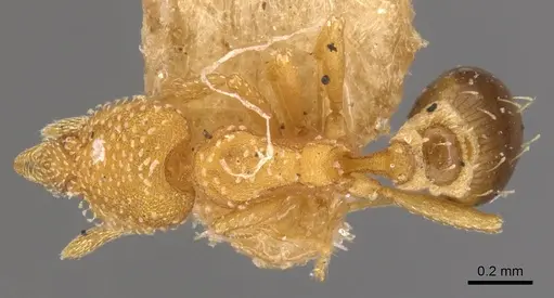 Strumigenys epinotalis specimen CASENT0900217 image casent0900217_1