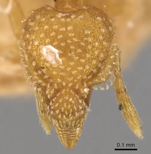Strumigenys epinotalis specimen CASENT0900217 image casent0900217_2