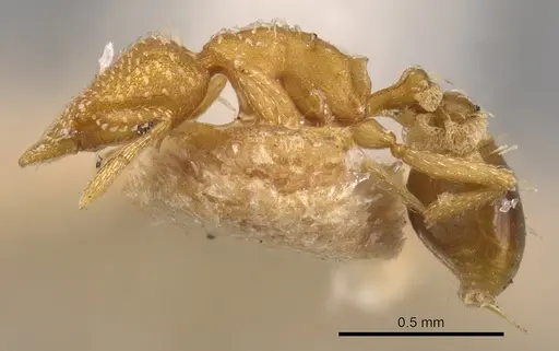 Strumigenys epinotalis specimen CASENT0900217 image casent0900217_3