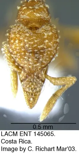Strumigenys epinotalis specimen LACMENT145065 image lacment145065_1