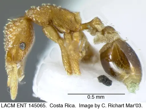 Strumigenys epinotalis specimen LACMENT145065 image lacment145065_2