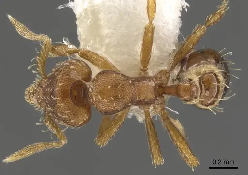 Strumigenys epipola specimen CASENT0900117 image casent0900117_1