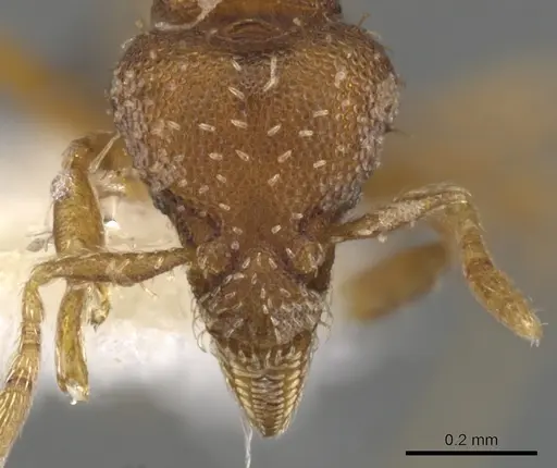 Strumigenys epipola specimen CASENT0900117 image casent0900117_2