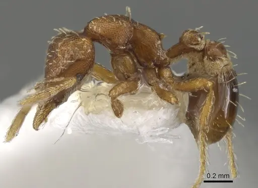 Strumigenys epipola specimen CASENT0900117 image casent0900117_3