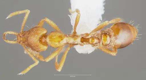Strumigenys epulo specimen CASENT0005529 image casent0005529_1
