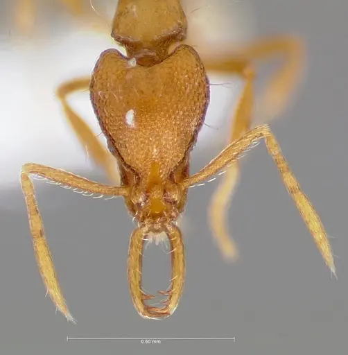 Strumigenys epulo specimen CASENT0005529 image casent0005529_2