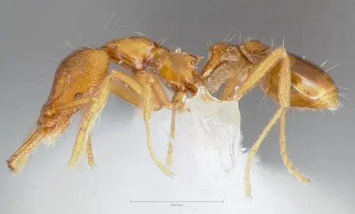 Strumigenys epulo specimen CASENT0005529 image casent0005529_3