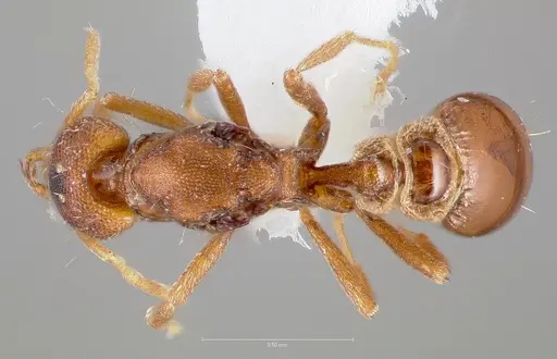 Strumigenys epulo specimen CASENT0005530 image casent0005530_1