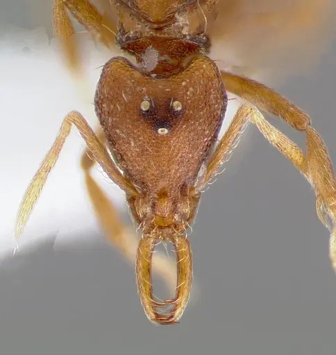 Strumigenys epulo specimen CASENT0005530 image casent0005530_2