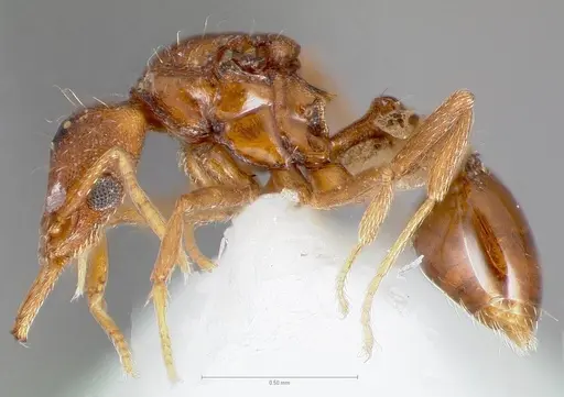 Strumigenys epulo specimen CASENT0005530 image casent0005530_3