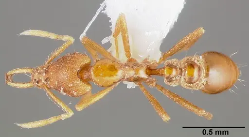 Strumigenys epulo specimen CASENT0005531 image casent0005531_1