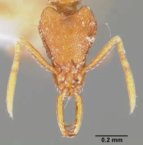 Strumigenys epulo specimen CASENT0005531 image casent0005531_2