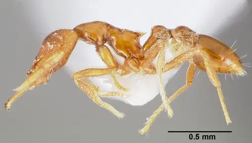Strumigenys epulo specimen CASENT0005531 image casent0005531_3