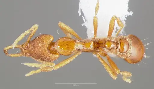 Strumigenys epulo specimen CASENT0005532 image casent0005532_1