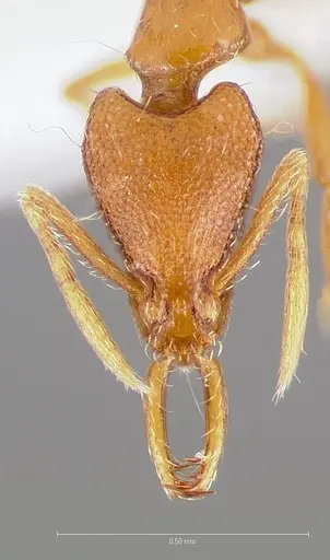 Strumigenys epulo specimen CASENT0005532 image casent0005532_2