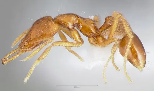 Strumigenys epulo specimen CASENT0005532 image casent0005532_3