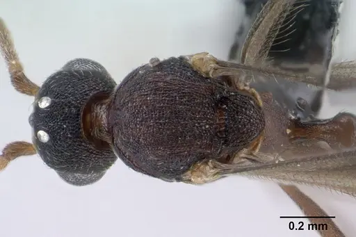 Strumigenys epulo specimen CASENT0138382 image casent0138382_1