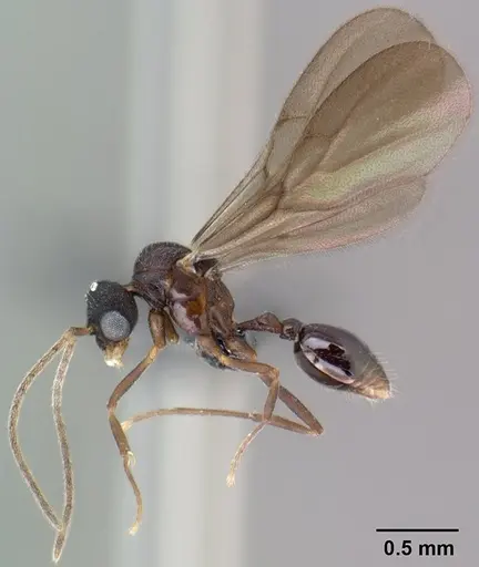 Strumigenys epulo specimen CASENT0138382 image casent0138382_3