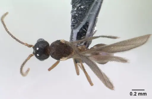Strumigenys epulo specimen CASENT0138472 image casent0138472_1