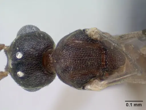 Strumigenys epulo specimen CASENT0138472 image casent0138472_2