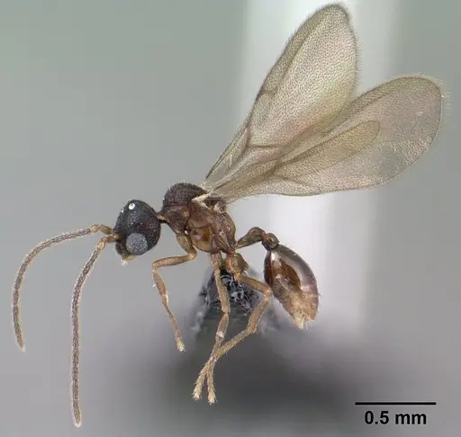Strumigenys epulo specimen CASENT0138472 image casent0138472_3