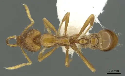 Strumigenys epulo specimen CASENT0900720 image casent0900720_1