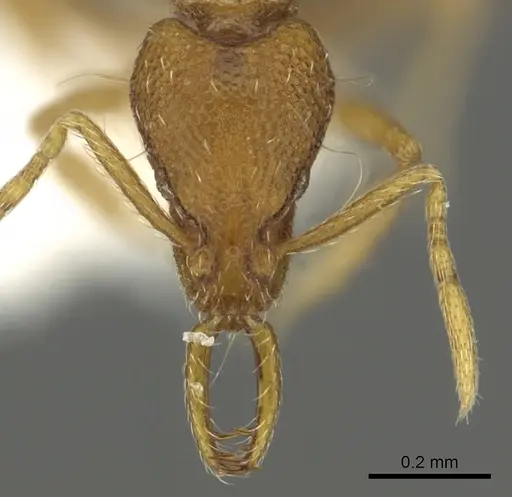 Strumigenys epulo specimen CASENT0900720 image casent0900720_2
