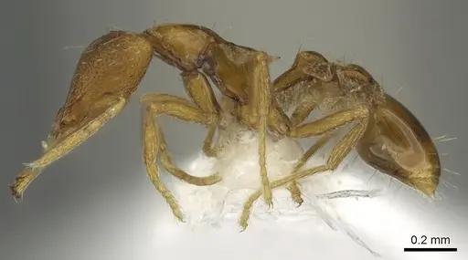 Strumigenys epulo specimen CASENT0900720 image casent0900720_3