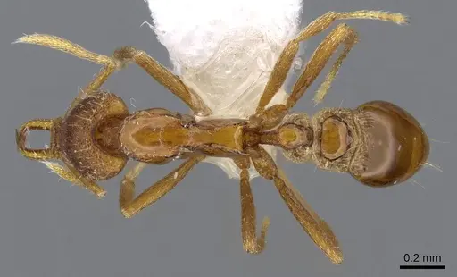 Strumigenys epulo specimen CASENT0914763 image casent0914763_1