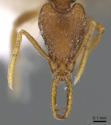 Strumigenys epulo specimen CASENT0914763 image casent0914763_2