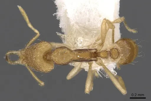 Strumigenys epyna specimen CASENT0900815 image casent0900815_1