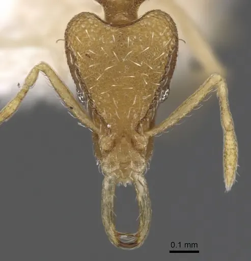 Strumigenys epyna specimen CASENT0900815 image casent0900815_2