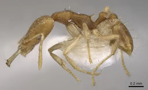 Strumigenys epyna specimen CASENT0900815 image casent0900815_3