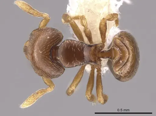 Strumigenys erikae specimen CASENT0648809 image casent0648809_1