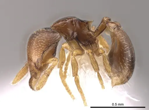 Strumigenys erikae specimen CASENT0648809 image casent0648809_3