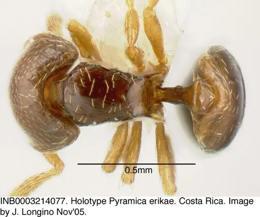 Strumigenys erikae specimen INB0003214077 image inb0003214077_1
