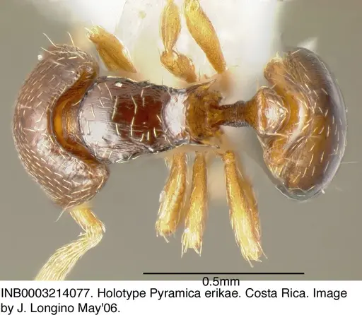 Strumigenys erikae specimen INB0003214077 image inb0003214077_2