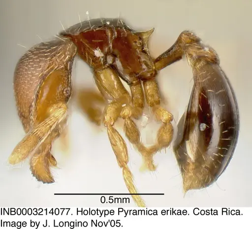 Strumigenys erikae specimen INB0003214077 image inb0003214077_4