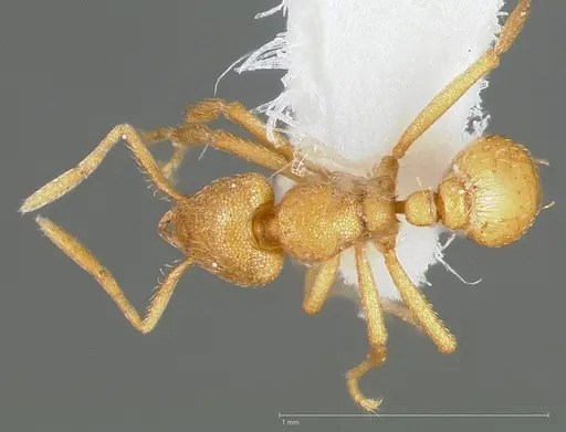 Strumigenys erynnes specimen CASENT0005448 image casent0005448_1
